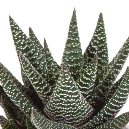 House of cactus Gasteria/Haworthia mix 8,5cm - 3x - in Mexicaanse pot (8720387961368)