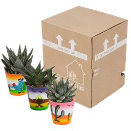 House of cactus Gasteria/Haworthia mix 8,5cm - 3x - in Mexicaanse pot (8720387961368)