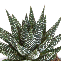 House of cactus Gasteria/Haworthia mix 8,5cm - 3x - in Mexicaanse pot (8720387961368)