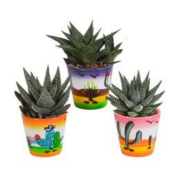 House of cactus Gasteria/Haworthia mix 8,5cm - 3x - in Mexicaanse pot (8720387961368)