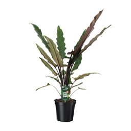 Alocasia Lauterbachiana (8720634289221)