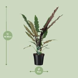Alocasia Lauterbachiana (8720634289221)