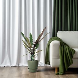 Alocasia Lauterbachiana (8720634289221)