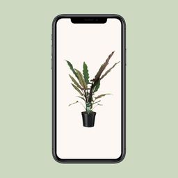 Alocasia Lauterbachiana (8720634289221)