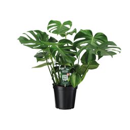 Monstera Deliciosa (8720634284875)