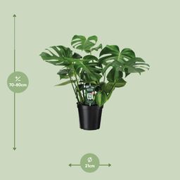 Monstera Deliciosa (8720634284875)