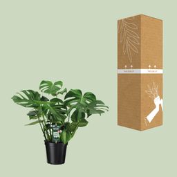 Monstera Deliciosa (8720634284875)