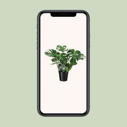 Monstera Deliciosa (8720634284875)