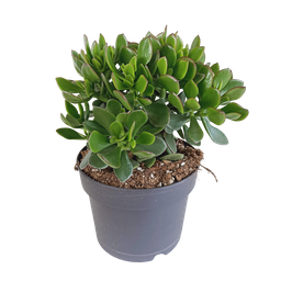 House of cactus Crassula minova 17cm (8720618070319)