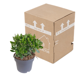 House of cactus Crassula minova 17cm (8720618070319)