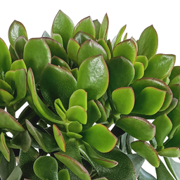 House of cactus Crassula minova 17cm (8720618070319)