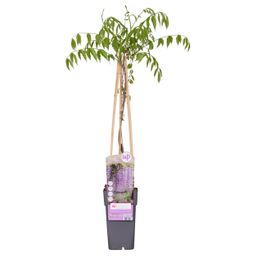 Hoogeveen Wisteria floribunda 'Naga Noda' - Paarse regen (8718531419728)