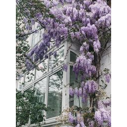 Hoogeveen Wisteria floribunda 'Naga Noda' - Paarse regen (8718531419728)