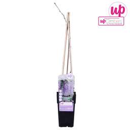 Hoogeveen Wisteria floribunda 'Naga Noda' - Paarse regen (8718531419728)
