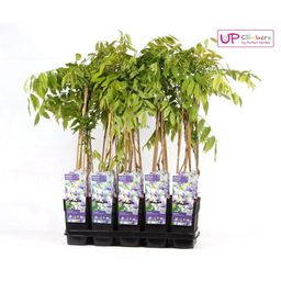 Hoogeveen Wisteria floribunda 'Naga Noda' - Paarse regen (8718531419728)