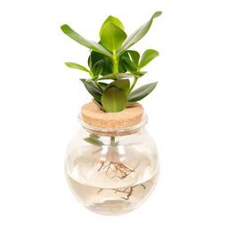 Clusia in Bolglas kurk (8720634287562)