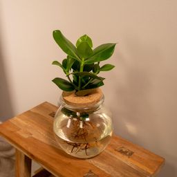 Clusia in Bolglas kurk (8720634287562)