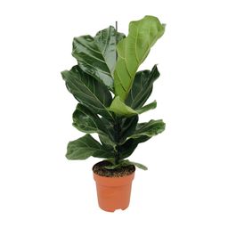 Ficus Lyrata (8720634285391)