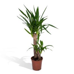 Yucca Elephantipes (8720634285490)