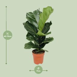 Ficus Lyrata (8720634285391)