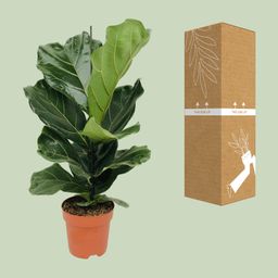 Ficus Lyrata (8720634285391)