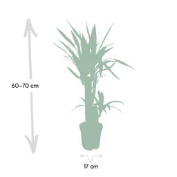 Yucca Elephantipes (8720634285490)