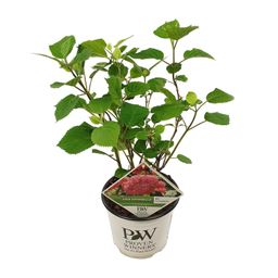 Son & koot Hydrangea arbo. 'Pink Annabelle' (8718182412321)