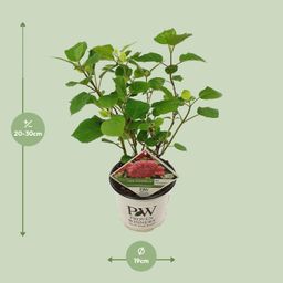 Son & koot Hydrangea arbo. 'Pink Annabelle' (8718182412321)