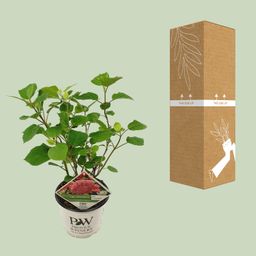 Son & koot Hydrangea arbo. 'Pink Annabelle' (8718182412321)