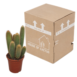House of cactus Vatricania guentheri 17 cm - zonder pot (8720387961771)