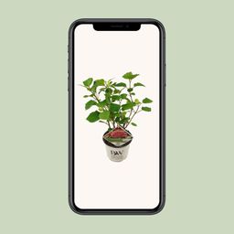 Son & koot Hydrangea arbo. 'Pink Annabelle' (8718182412321)