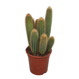 House of cactus Vatricania guentheri 17 cm - zonder pot (8720387961771)