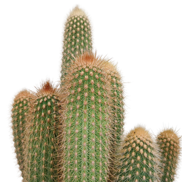 House of cactus Vatricania guentheri 17 cm - zonder pot (8720387961771)