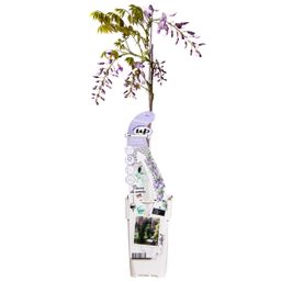 Hoogeveen Wisteria sinensis Caroline - Paarse Regen (8719075297872)