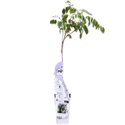 Hoogeveen Wisteria sinensis Caroline - Paarse Regen (8719075297872)