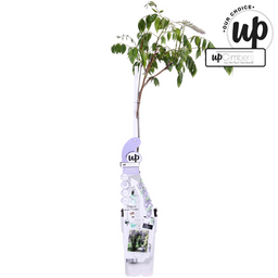 Hoogeveen Wisteria sinensis Caroline - Paarse Regen (8719075297872)