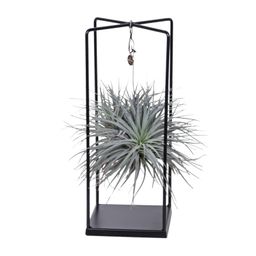 Tillandsia Cube Mix 1 stuk (8720634287821)