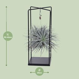 Tillandsia Cube Mix 1 stuk (8720634287821)