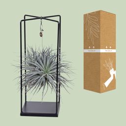 Tillandsia Cube Mix 1 stuk (8720634287821)