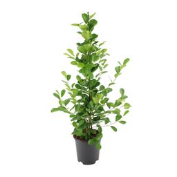 Ficus microcarpa Moclame (8720634289290)