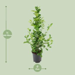 Ficus microcarpa Moclame (8720634289290)
