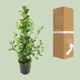 Ficus microcarpa Moclame (8720634289290)