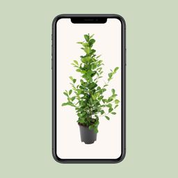 Ficus microcarpa Moclame (8720634289290)
