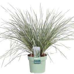 Hoogeveen Lomandra longifolia 'White Sands' (8719474815479)