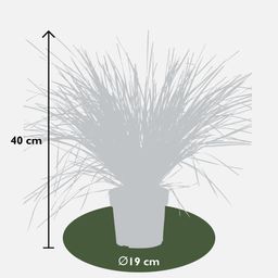 Hoogeveen Lomandra longifolia 'White Sands' (8719474815479)
