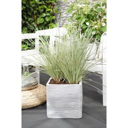 Hoogeveen Lomandra longifolia 'White Sands' (8719474815479)