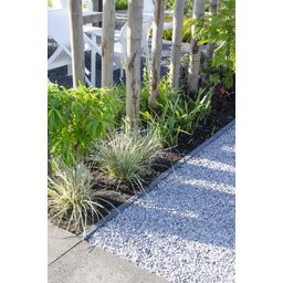 Hoogeveen Lomandra longifolia 'White Sands' (8719474815479)