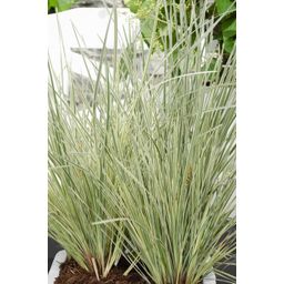 Hoogeveen Lomandra longifolia 'White Sands' (8719474815479)