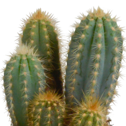 House of cactus Cereus mix 10,5cm - 3x - in witte pot (8720618070203)
