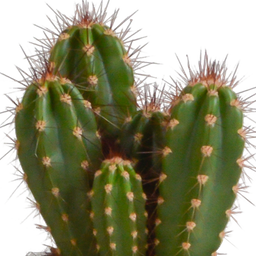 House of cactus Cereus mix 10,5cm - 3x - in witte pot (8720618070203)